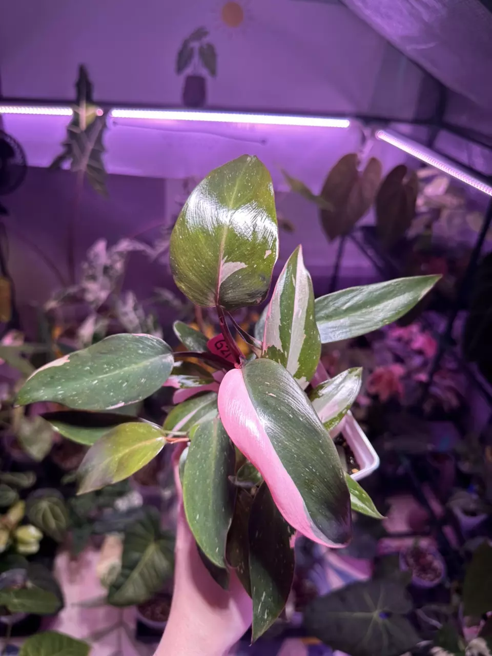 plant/G21 Philodendron Pink Princess-1