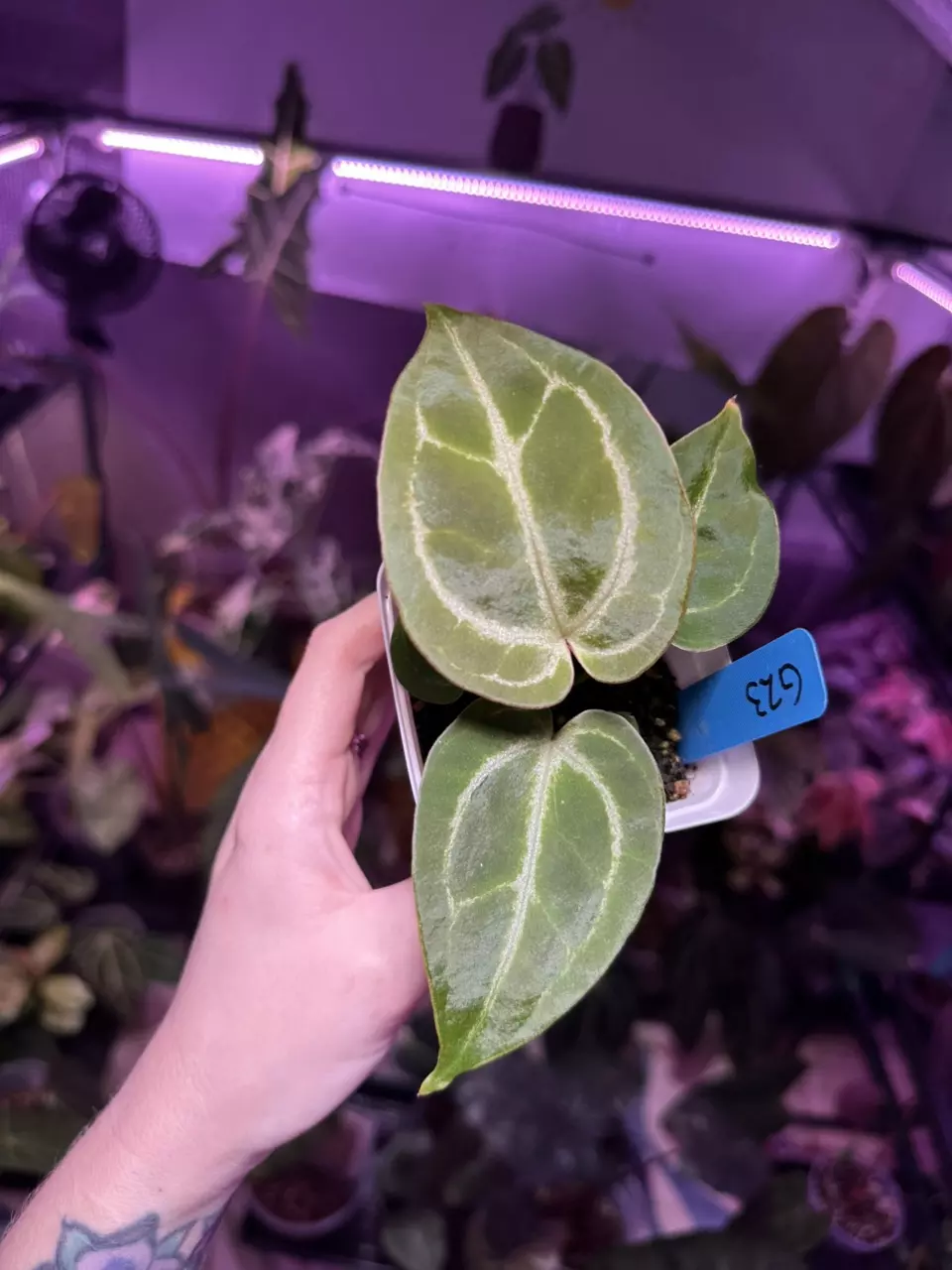 plant/G23 Anthurium AOS/Tims black x time Anderson mag/tims black-0