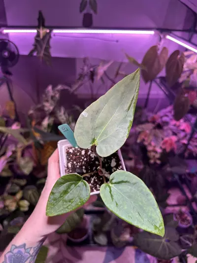 plant/G7 Anthurium (fs x rl)pap x (long x bullet) pap-0-thumbnail