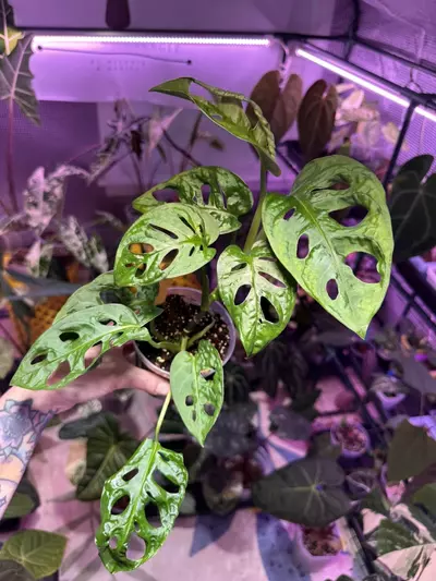 plant/P211 Monstera Adansonii-1-thumbnail