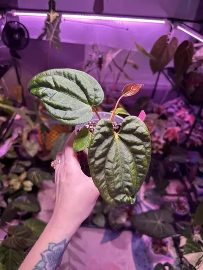 plant/P22 Anthurium (fs x rl)pap x (long x bullet)pap-1-thumbnail