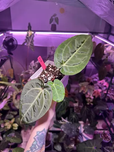 plant/P28 Anthurium Pap x RC OPEN-0-thumbnail