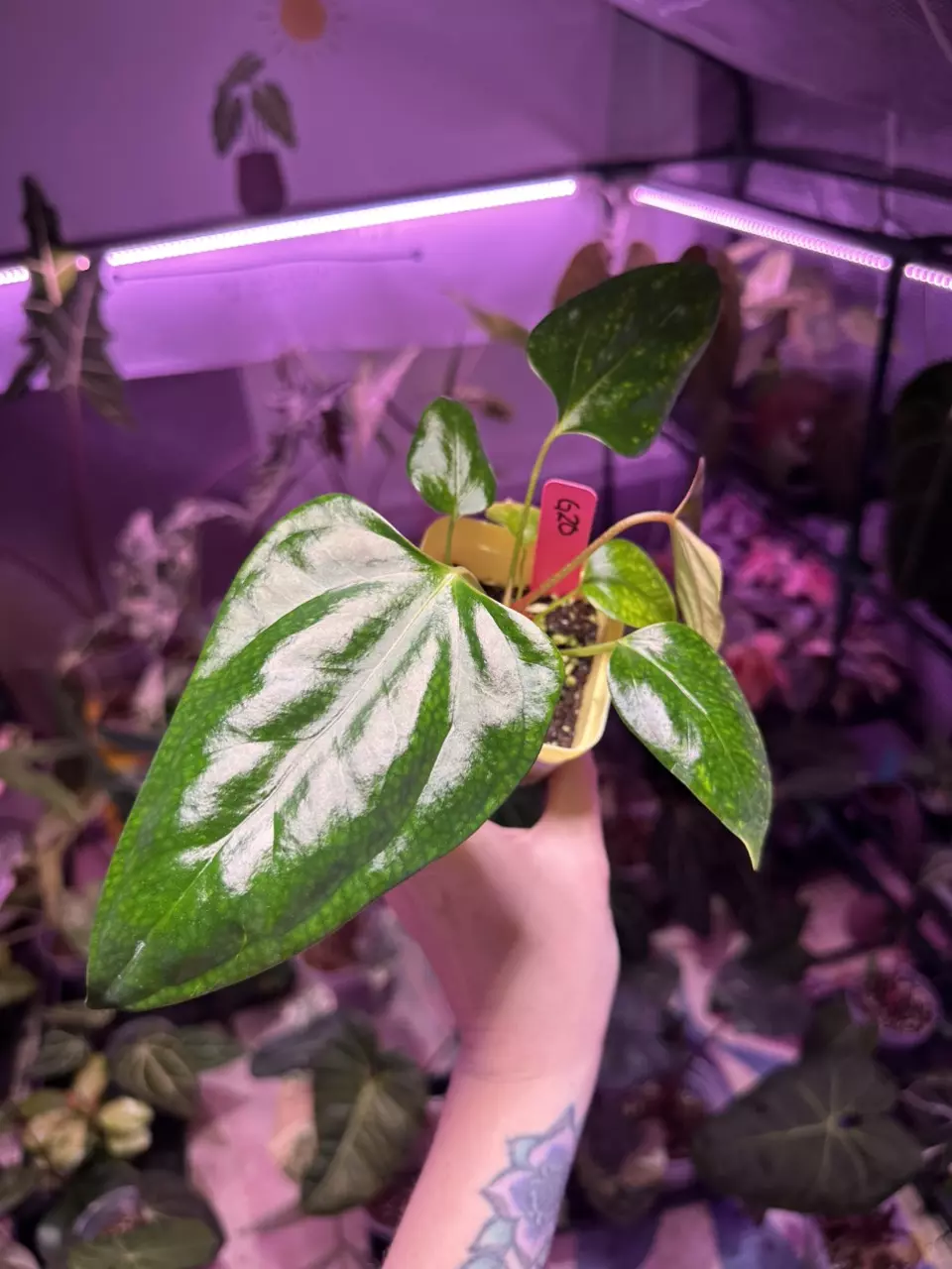 plant/G20 Anthurium Indo Port x (narrow AOS x Carla)-1