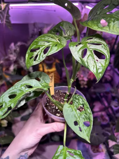 plant/P211 Monstera Adansonii-2-thumbnail