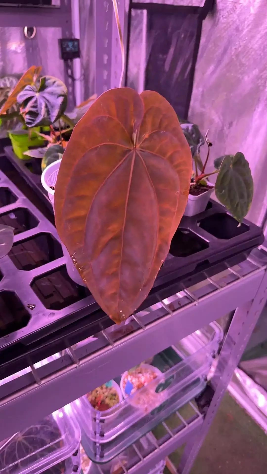 plant/RG dressleri F1a clone-0