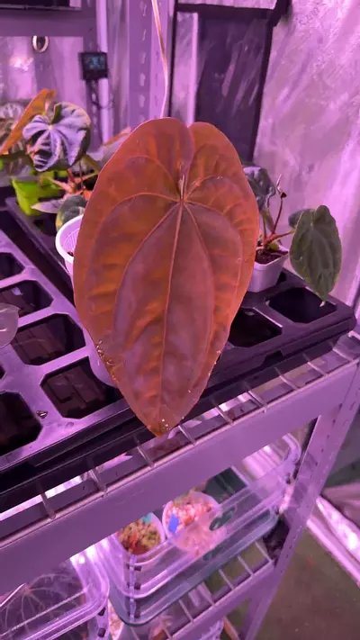 plant/RG dressleri F1a clone-0-thumbnail