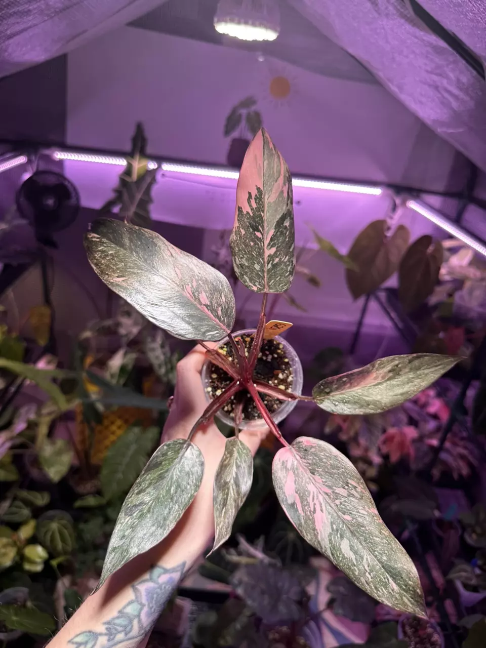 plant/G201 Philodendron Pink Princess Galaxy-1