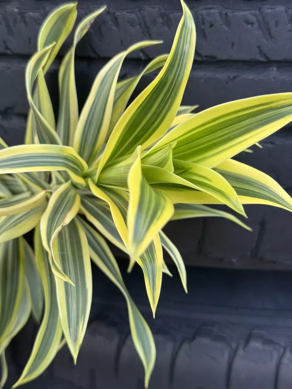 plant/WF- Song of INDIA foliage stalks-0