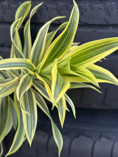 plant/WF- Song of INDIA foliage stalks-0-thumbnail