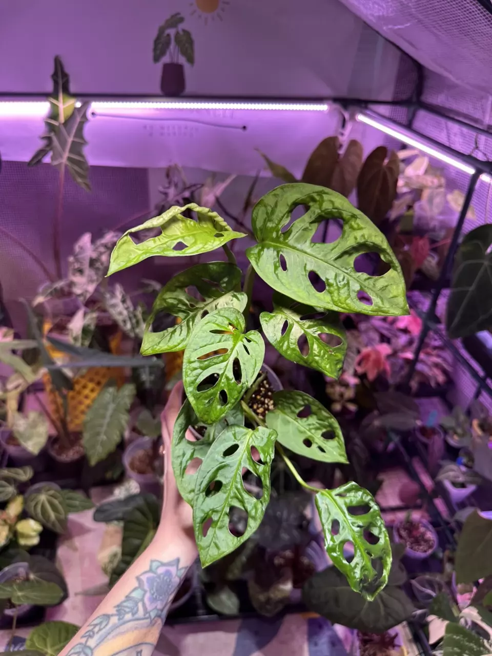 plant/P211 Monstera Adansonii-0