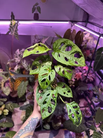 plant/P211 Monstera Adansonii-0-thumbnail