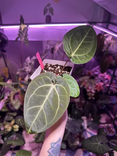 plant/P28 Anthurium Pap x RC OPEN-1-thumbnail