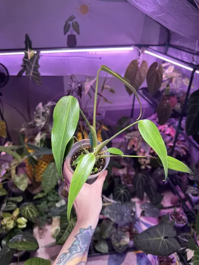 plant/G40 Monstera Burle Marx Flame-1-thumbnail