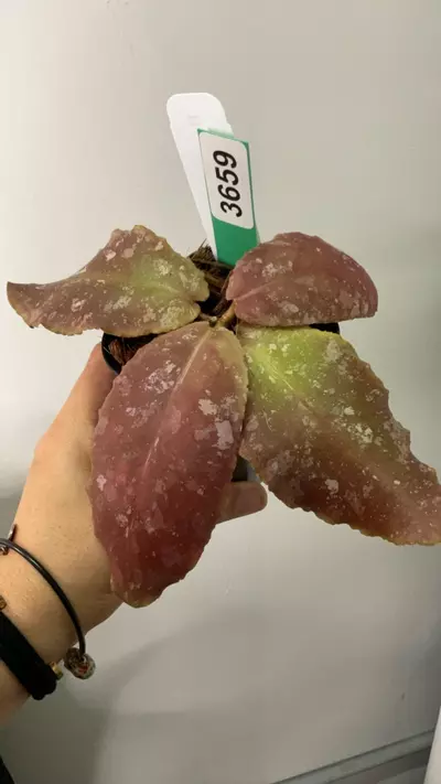 plant/3659 undulata splash (sunstressed)-0-thumbnail