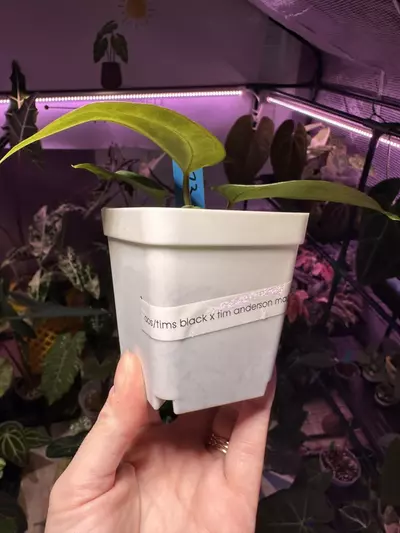 plant/G23 Anthurium AOS/Tims black x time Anderson mag/tims black-2-thumbnail