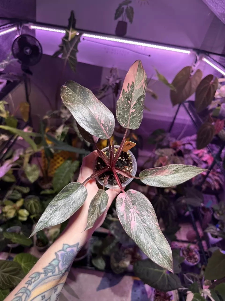 plant/G201 Philodendron Pink Princess Galaxy-0