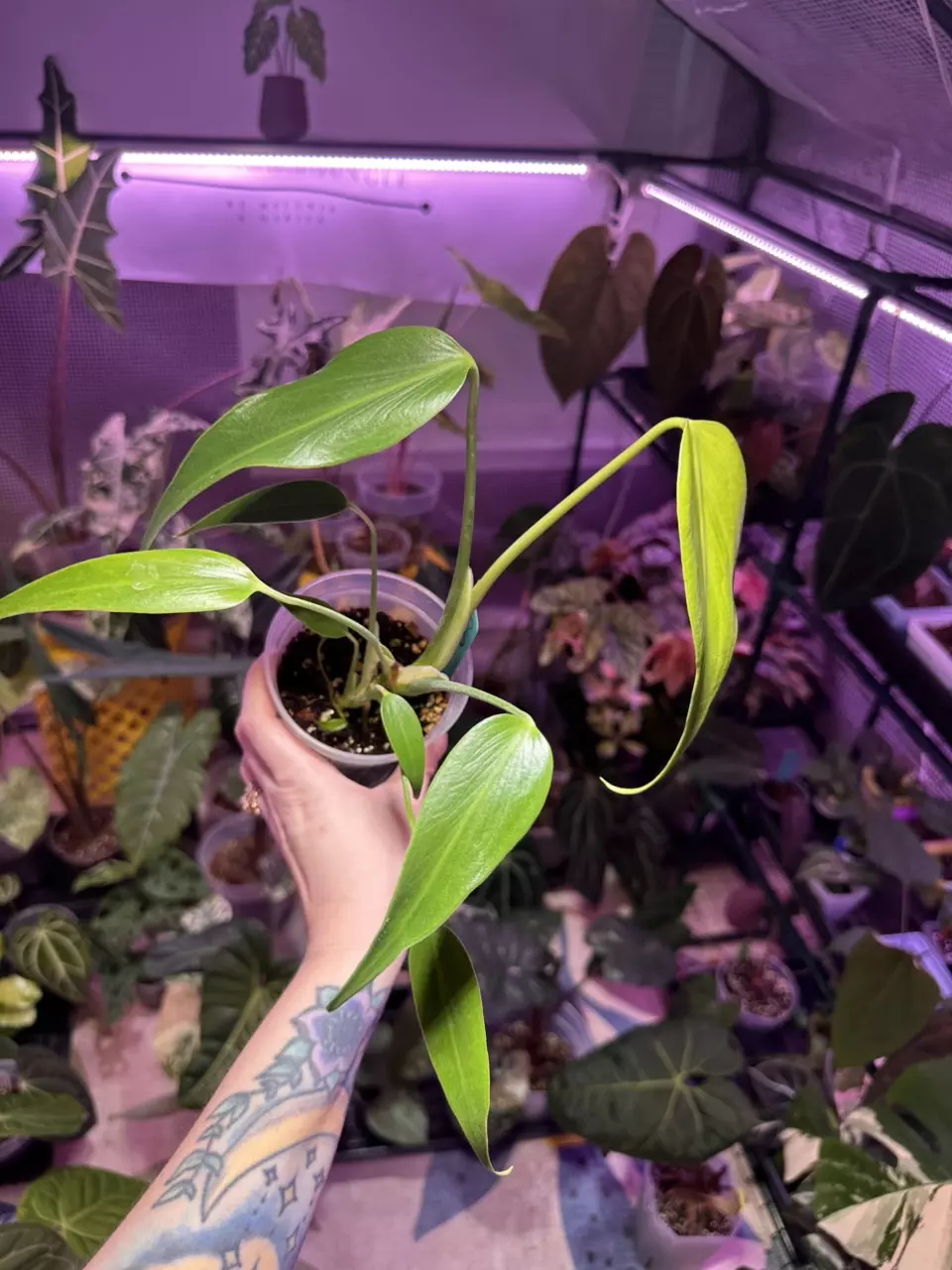 plant/G40 Monstera Burle Marx Flame-2