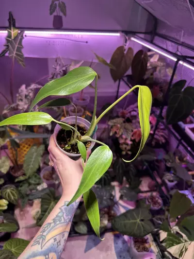 plant/G40 Monstera Burle Marx Flame-2-thumbnail