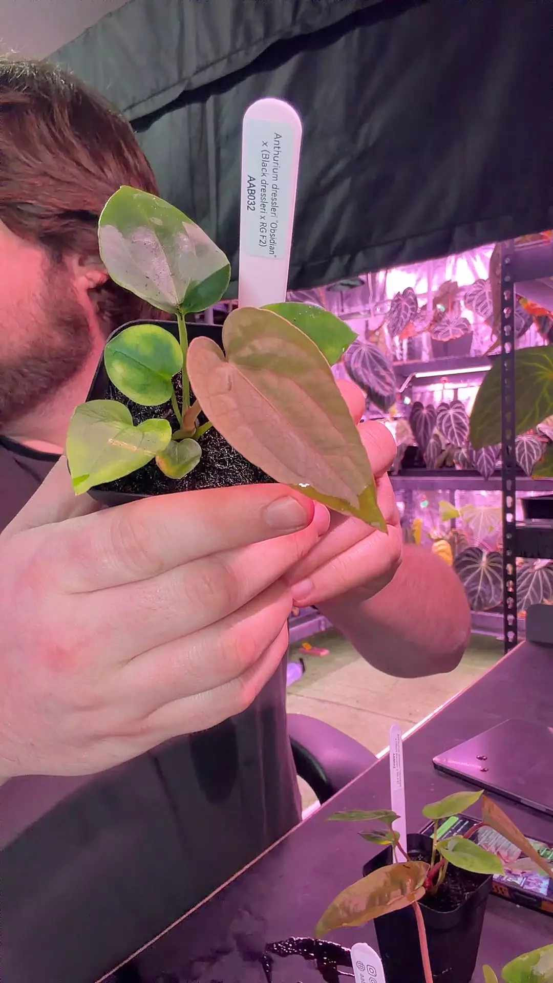 plant/Dress Obsidian x (Black x F2)-0