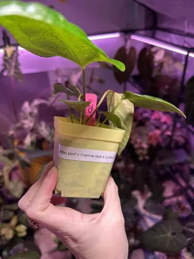 plant/G20 Anthurium Indo Port x (narrow AOS x Carla)-3-thumbnail