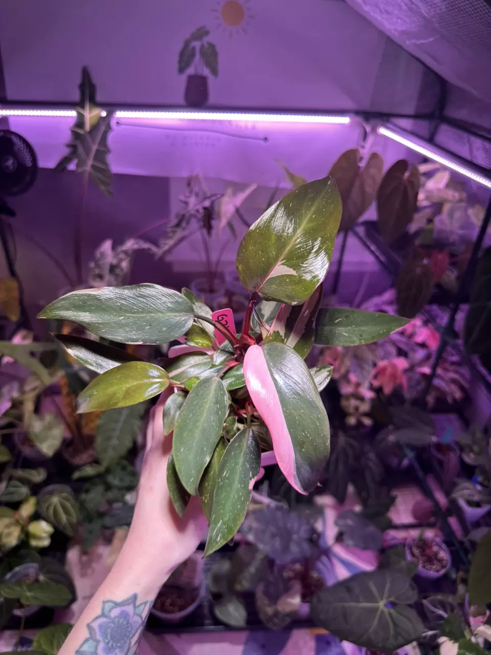 plant/G21 Philodendron Pink Princess-0