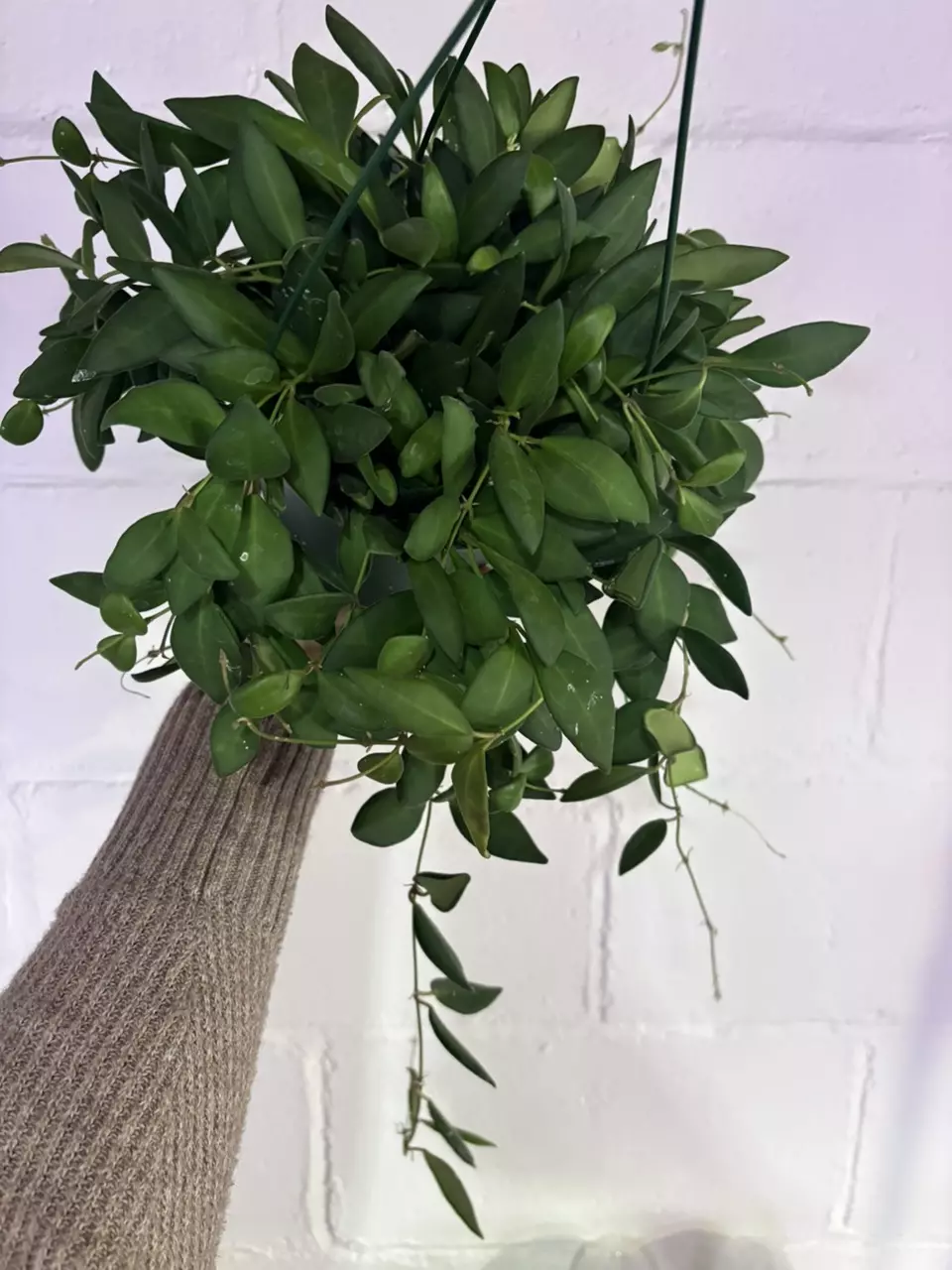 plant/Hoya aff. burtoniae 6in basket-0