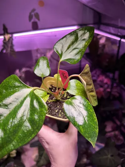 plant/G20 Anthurium Indo Port x (narrow AOS x Carla)-2-thumbnail