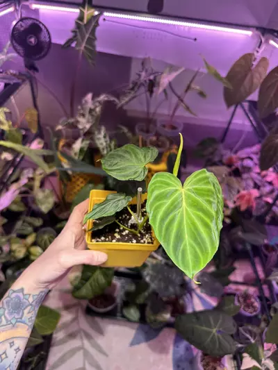 plant/G36 Philodendron Verrucosum-1-thumbnail