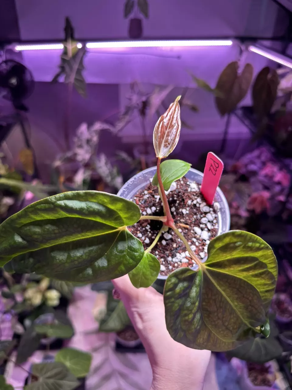 plant/P22 Anthurium (fs x rl)pap x (long x bullet)pap-2