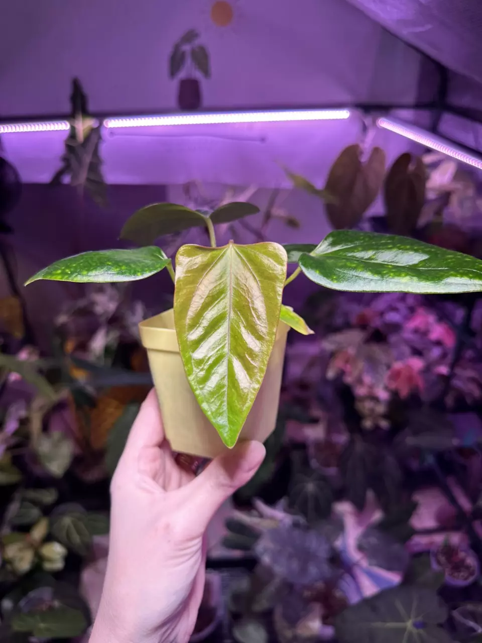 plant/G20 Anthurium Indo Port x (narrow AOS x Carla)-0