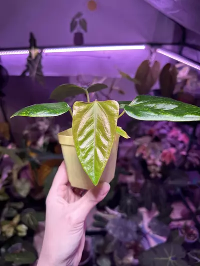 plant/G20 Anthurium Indo Port x (narrow AOS x Carla)-0-thumbnail