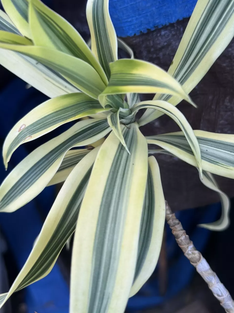 plant/WF- Song of INDIA foliage stalks-1