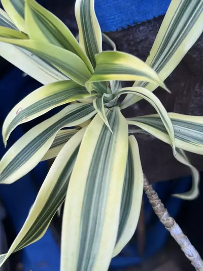 plant/WF- Song of INDIA foliage stalks-1-thumbnail