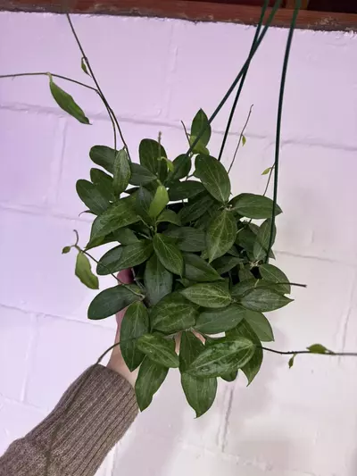 plant/Hoya fitchii 6in basket-0-thumbnail