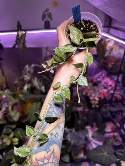 plant/G72 Hoya Krohniana Silver Splash-0-thumbnail