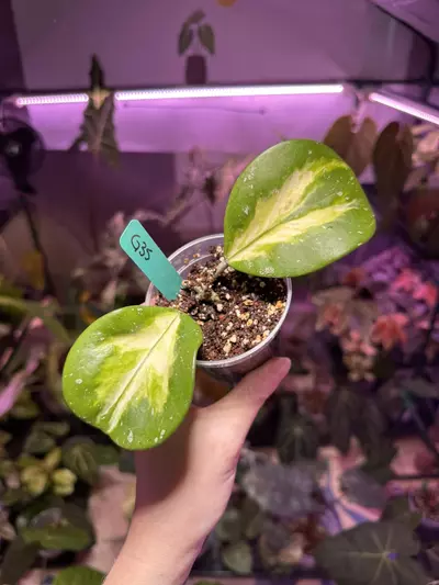 plant/G35 Hoya Obovata Inner Variegated Splash-1-thumbnail