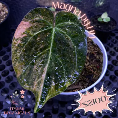 plant/Magna by Hu-0-thumbnail