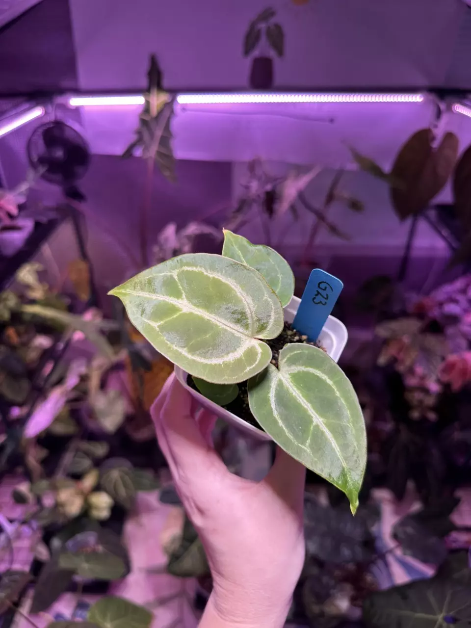 plant/G23 Anthurium AOS/Tims black x time Anderson mag/tims black-1