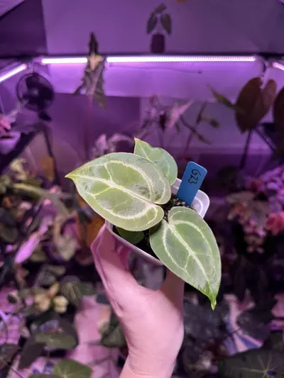 plant/G23 Anthurium AOS/Tims black x time Anderson mag/tims black-1-thumbnail