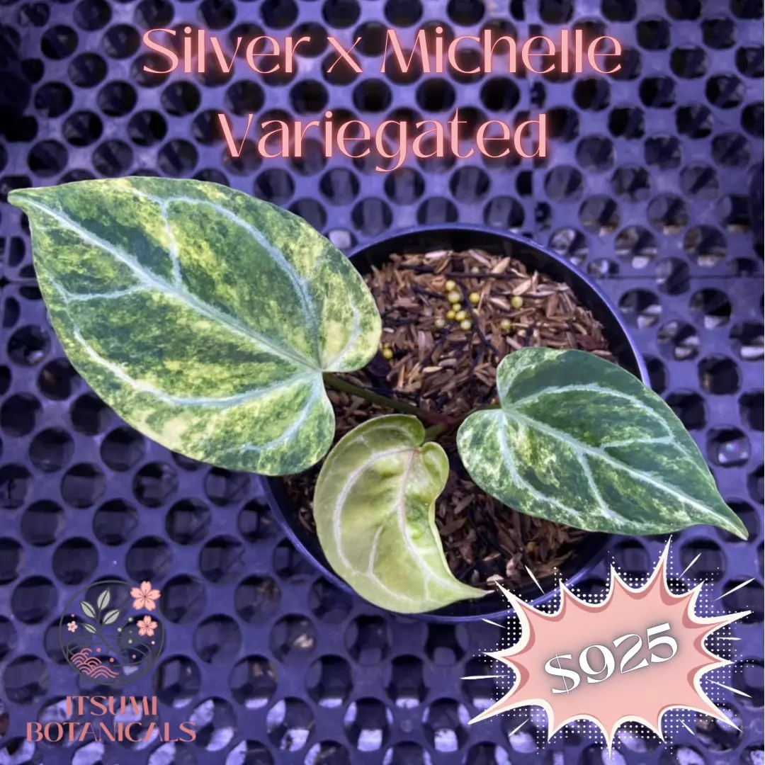 plant/silver x Michelle variegated-0