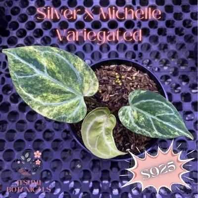 plant/silver x Michelle variegated-0-thumbnail