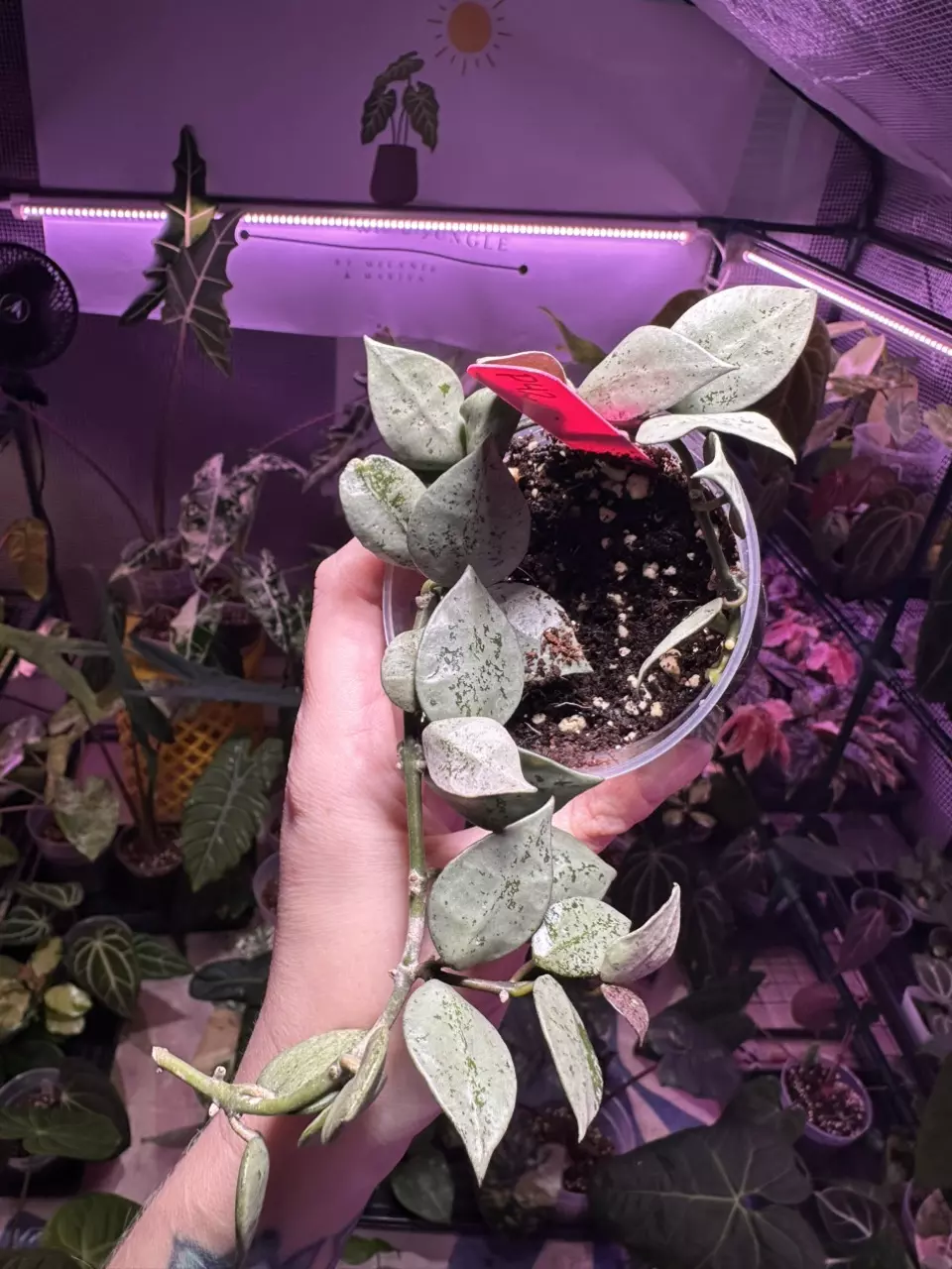 plant/P41 Hoya Krohniana Silver Splash-1