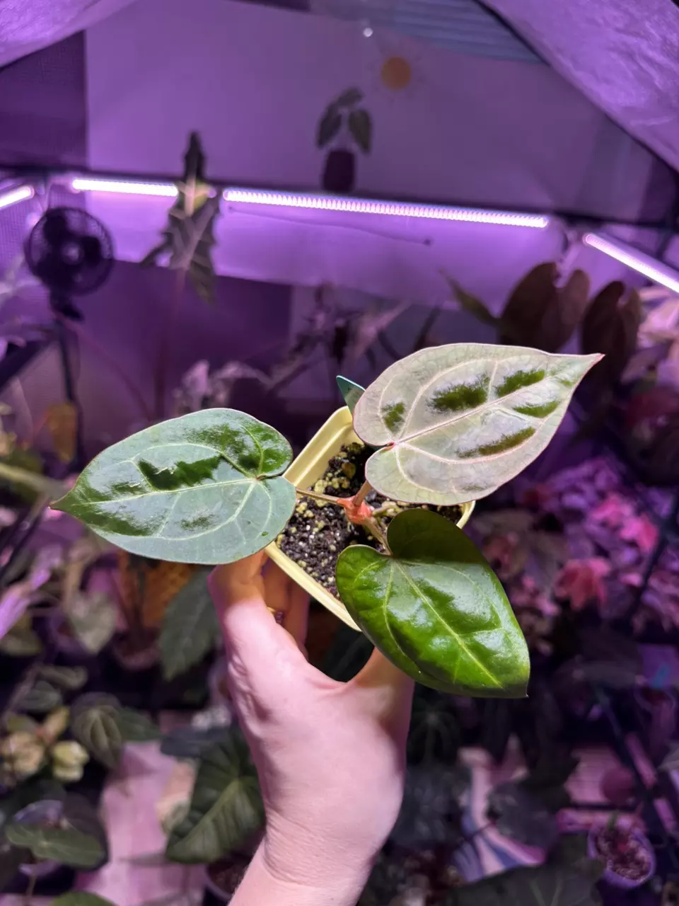 plant/G49 Anthurium Pap x RC OPEN-1