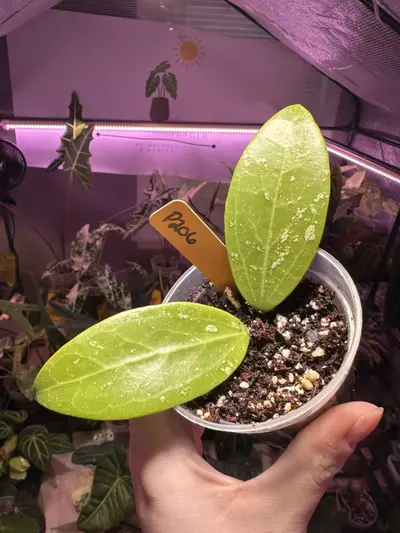 plant/P206 Hoya Pallida-0-thumbnail