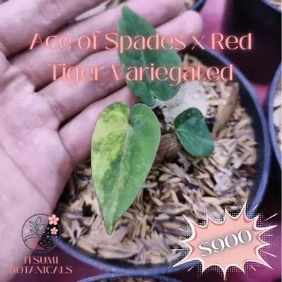 plant/AOS x Red Tiger Variegated-0-thumbnail