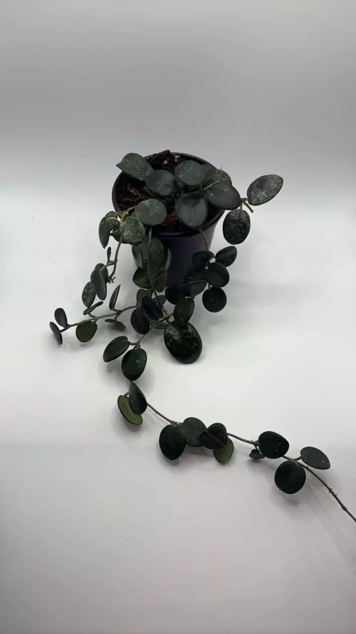 plant/Hoya mathilde splash 4in pot-0