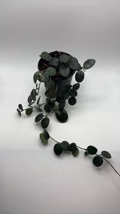 plant/Hoya mathilde splash 4in pot-0-thumbnail