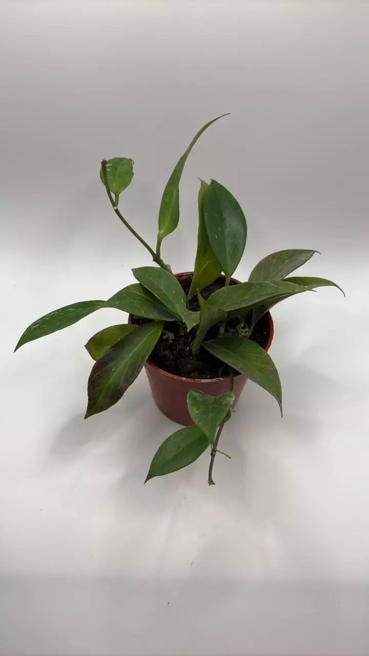 plant/Hoya sunrise *sunstressed* 4in basket-0