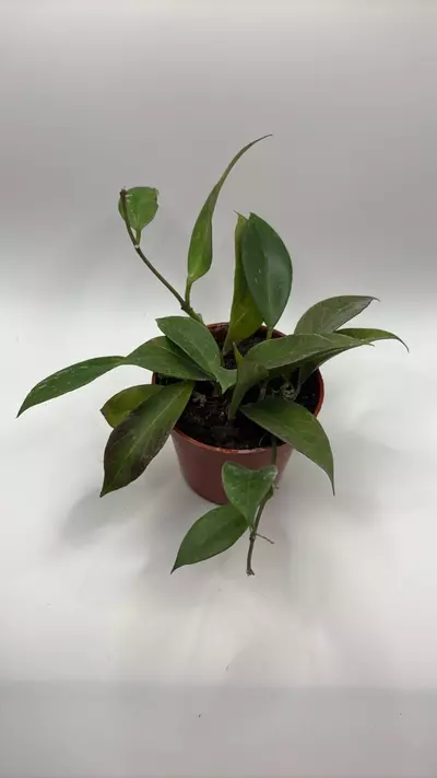 plant/Hoya sunrise *sunstressed* 4in basket-0-thumbnail