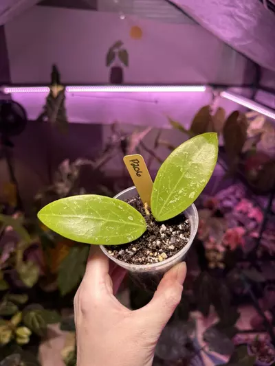 plant/P206 Hoya Pallida-1-thumbnail